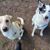 Lobo sucht sein Zuhause