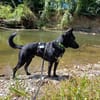 Alvin sucht sein Zuhause