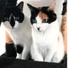 Fernando (+Pepper) - verschmust und lieb