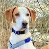 NATALE - Traumhund auf PS in Hessen