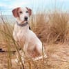 NATALE - Traumhund auf PS in Hessen