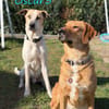 Oscar  NOTFALL