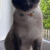 Yoki eine Bilderbuchkatze in Bayern