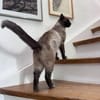 Yoki eine Bilderbuchkatze in Bayern