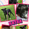 junge aktive Katea auf PS 90475