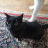 Isidora (FIV+) - sehr lieb & freundlich