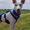 Zarter kleiner Podenco sucht sein Zuhaus