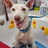 Zarter kleiner Podenco sucht sein Zuhaus