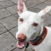 Zarter kleiner Podenco sucht sein Zuhaus