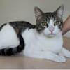 Raúl - zutraulicher, anhänglicher Kater