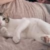 Raúl - zutraulicher, anhänglicher Kater