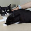 Ronda- liebes anhängliches Katzenmädchen