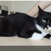 Ronda- liebes anhängliches Katzenmädchen