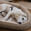 Sparky Golden Retriever Mischling