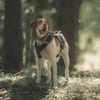 Inka1 sucht ein Zuhause