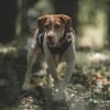 Inka1 sucht ein Zuhause