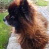 Teddy...Nerina