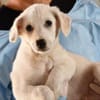 Adoptieren Sie Guendalino?
