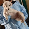 Adoptieren Sie Guendalino?