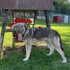 ARTUR, Mix, geb. 09/2024