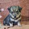 Welpe DINGO (klein bleibend)