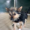 CHIPIE (réservéé)