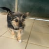 CHIPIE (réservéé)