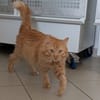Simba