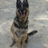 APOLO (Union Animal)
