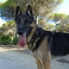 APOLO (Union Animal)