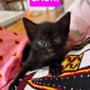 SAORI/SHIRYU/SHUN À ADOPTER PAR DEUX OU SEUL SI DEJA UN CHAT CHEZ VOUS