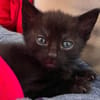 SAORI/SHIRYU/SHUN À ADOPTER PAR DEUX OU SEUL SI DEJA UN CHAT CHEZ VOUS