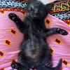 SAORI/SHIRYU/SHUN À ADOPTER PAR DEUX OU SEUL SI DEJA UN CHAT CHEZ VOUS