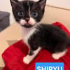 SAORI/SHIRYU/SHUN À ADOPTER PAR DEUX OU SEUL SI DEJA UN CHAT CHEZ VOUS