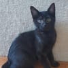 BETTY-LOU ET MARIE-OCEANE À ADOPTER EN DUO OU SEULE SI DEJA UN CHAT PRÉSENT CHEZ VOUS