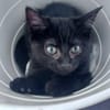 BETTY-LOU ET MARIE-OCEANE À ADOPTER EN DUO OU SEULE SI DEJA UN CHAT PRÉSENT CHEZ VOUS