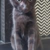 BETTY-LOU ET MARIE-OCEANE À ADOPTER EN DUO OU SEULE SI DEJA UN CHAT PRÉSENT CHEZ VOUS