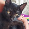 BETTY-LOU ET MARIE-OCEANE À ADOPTER EN DUO OU SEULE SI DEJA UN CHAT PRÉSENT CHEZ VOUS
