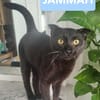 JAMMAH A ADOPTER AVEC UN CHAT DEJA PRÉSENT CHEZ VOUS