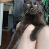 JAMMAH A ADOPTER AVEC UN CHAT DEJA PRÉSENT CHEZ VOUS