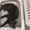 JAMMAH A ADOPTER AVEC UN CHAT DEJA PRÉSENT CHEZ VOUS