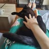 JAMMAH A ADOPTER AVEC UN CHAT DEJA PRÉSENT CHEZ VOUS