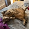 Simba