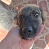 MAHE, chiot mâle Berger Créole