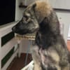 MAHE, chiot mâle Berger Créole