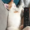 MIEL, chaton créole mâle