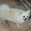 LINA, Spitz femelle