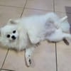 LINA, Spitz femelle