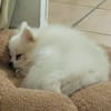 LINA, Spitz femelle