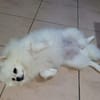 LINA, Spitz femelle